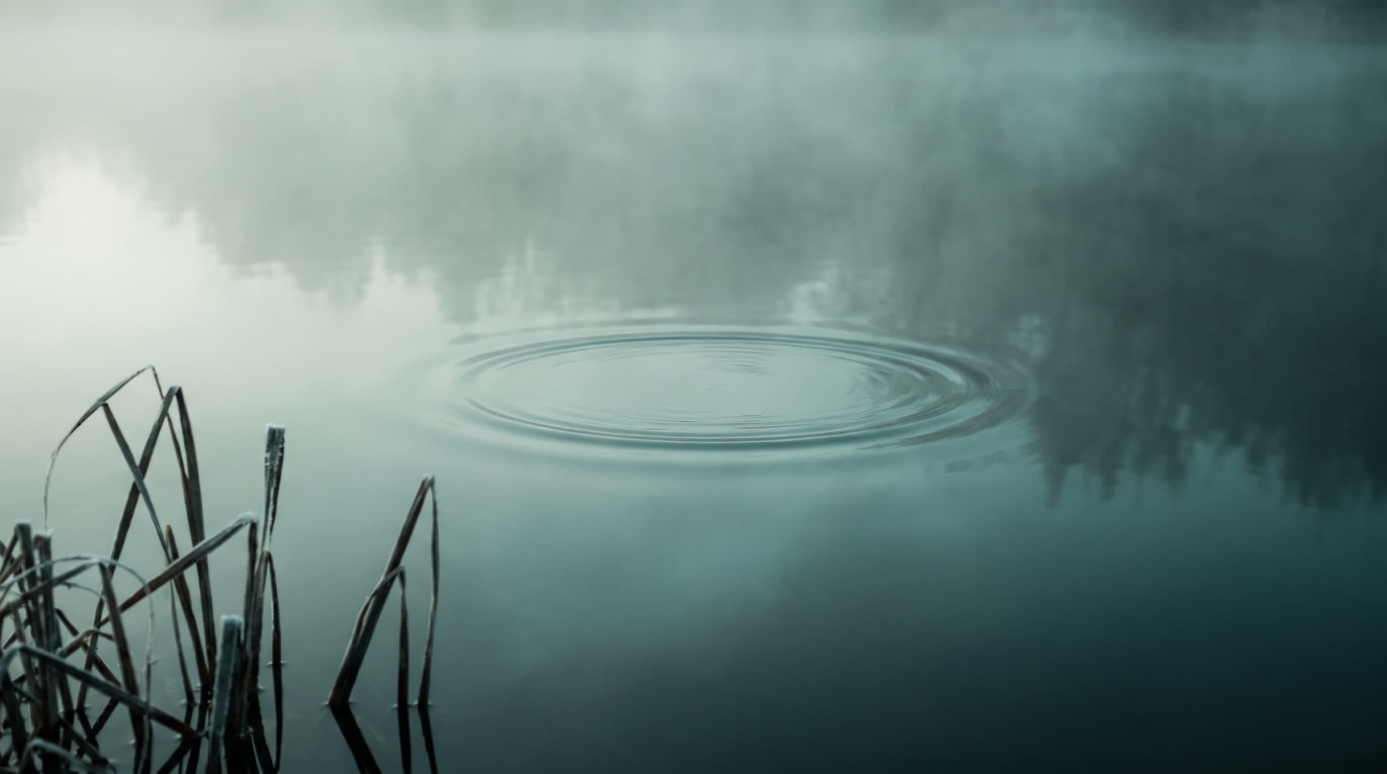 Ein einzelner Wellenring breitet sich auf glattem Seewasser im Nebel aus, links ragen Schilfhalme ins Bild